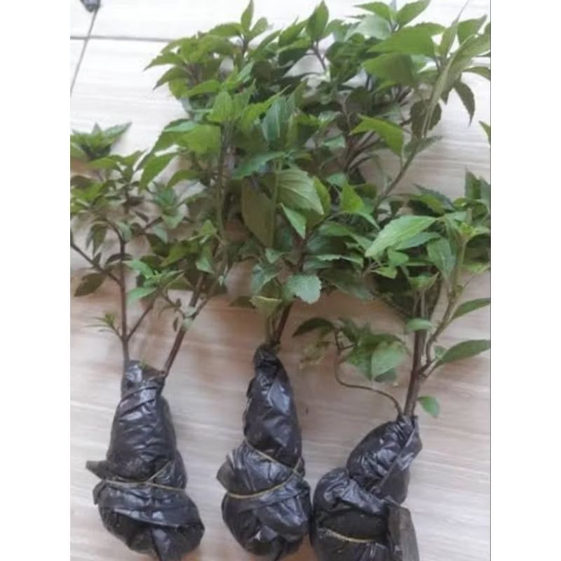 Bibit benih daun kumis kucing siap tanam