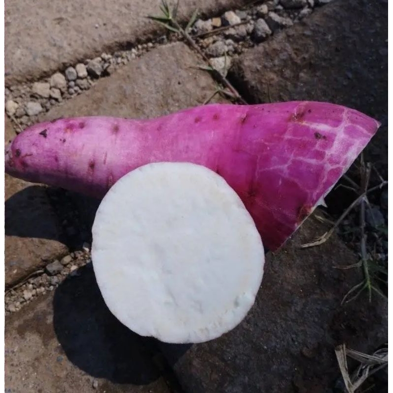 

ubi ace merah putih murah gilaa