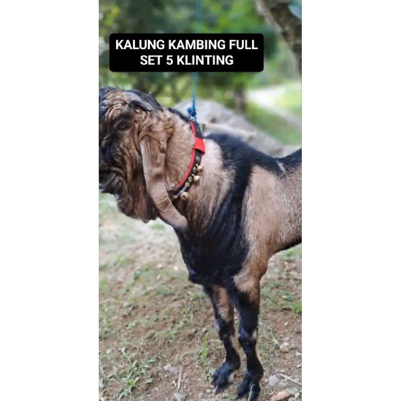 KALUNG KAMBING 5 KLINTING