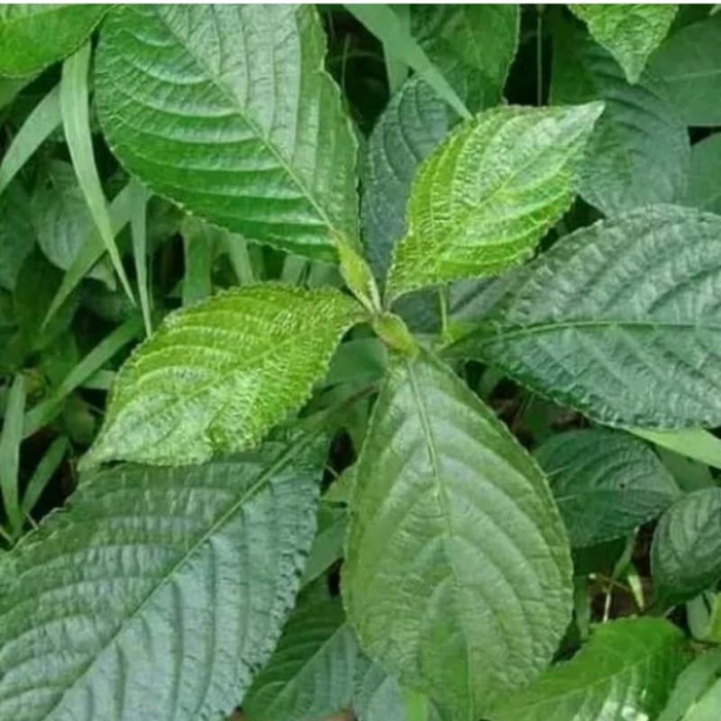 

Daun Keji Beling/pecah beling organik 500gram