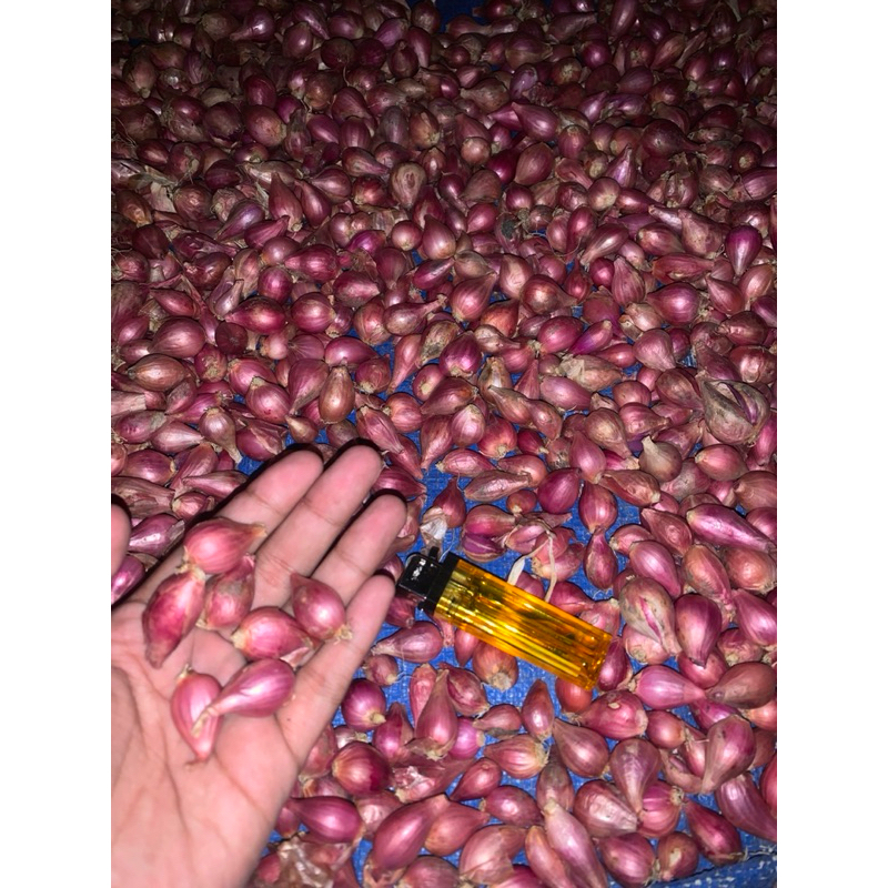 

BAWANG MERAH LOKAL JAWA bawang tanggungan murah