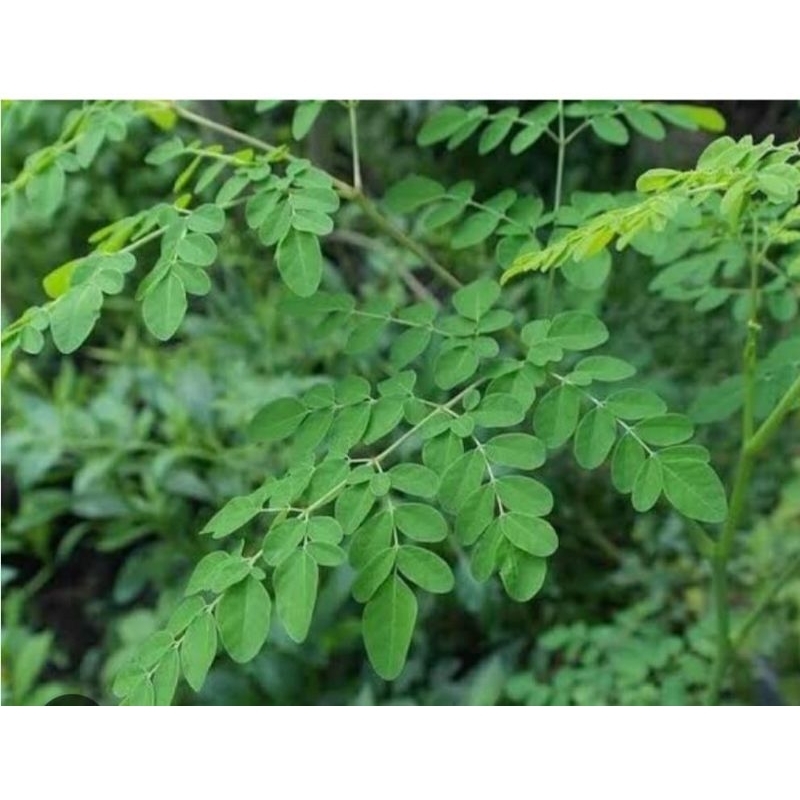 

Daun kelor segar - daun kelor fresh 400 gram