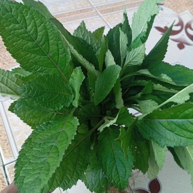 

Daun rumput knop segar petik langsung 250 gram