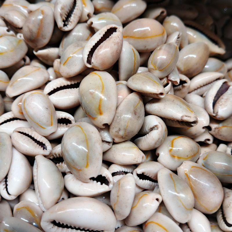 cangkang kerang kuwuk - jual kerang dakon - kerang congklak ecer - keranjang bahan kerajinan