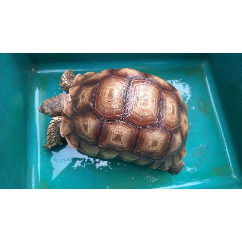 kura kura sulcata