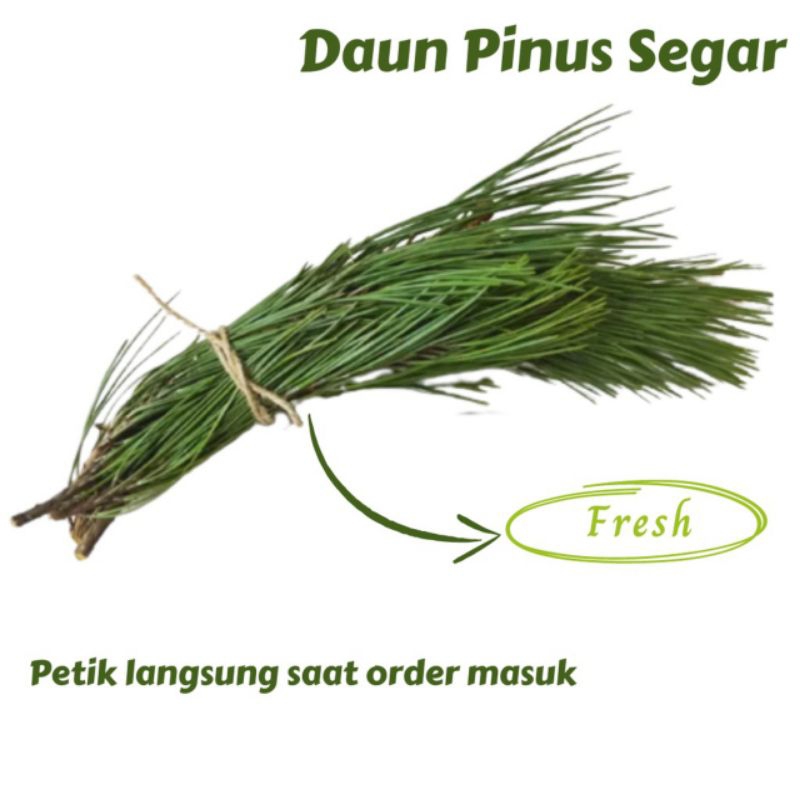 

Daun Pinus Fres Segar Isi 500 Gram
