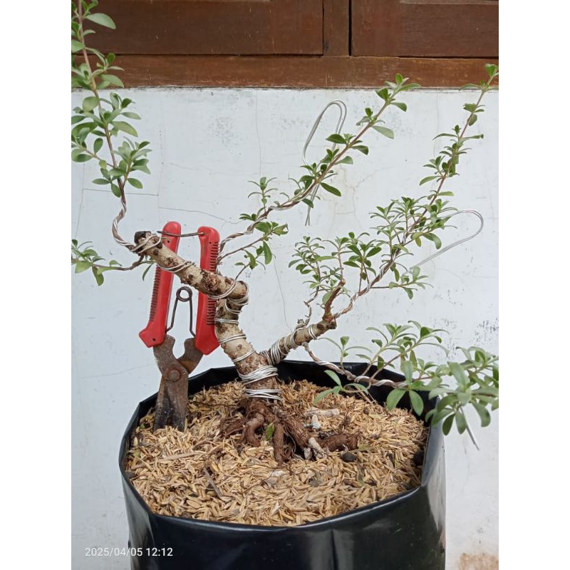 Bahan Bonsai Santigi