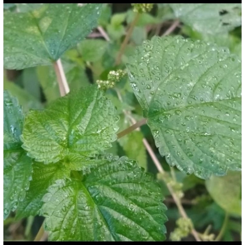 

daun jelatang segar daun gatal obat herbal 200 gram