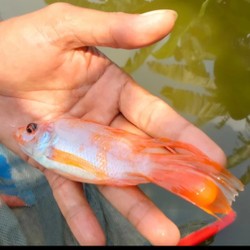 Ikan Hias Nila Kumpay [Baby] - Slayer Merah Cantik