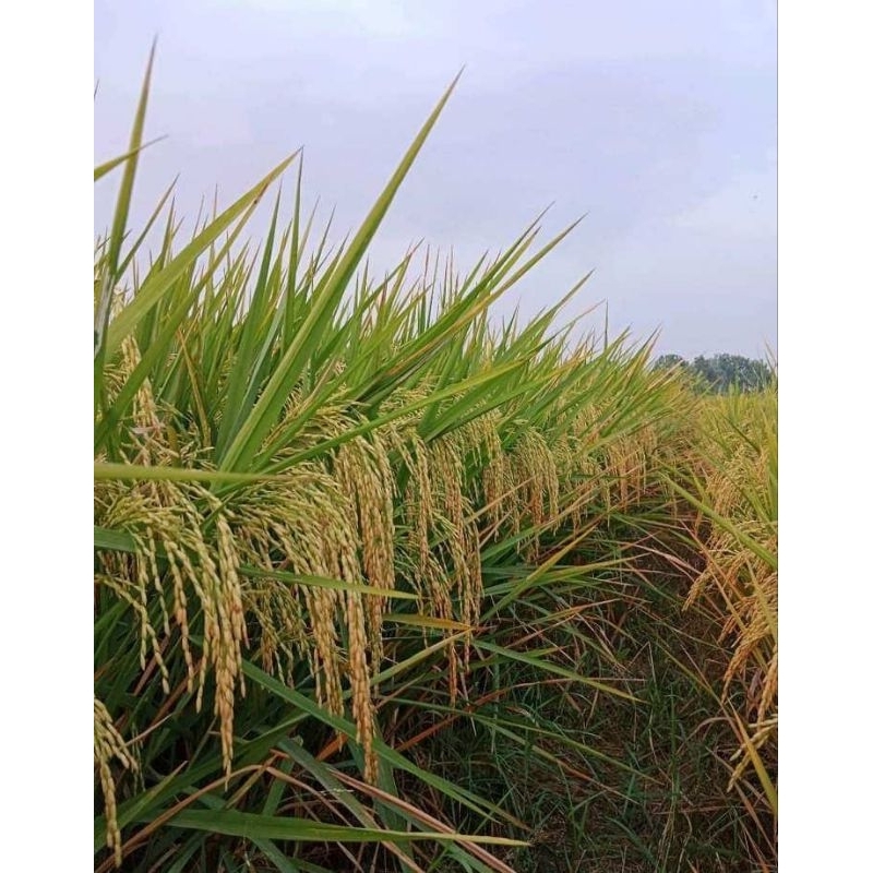 BENIH PADI SR(SRI REPUBLIK) KUALITAS SUPER UNGGUL KEMASAN 1KG