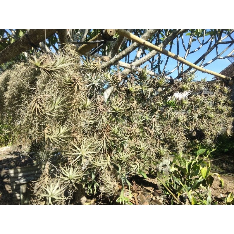 TANAMAN HIAS TILLANDSIA BERGERI Ukuran Dewasa