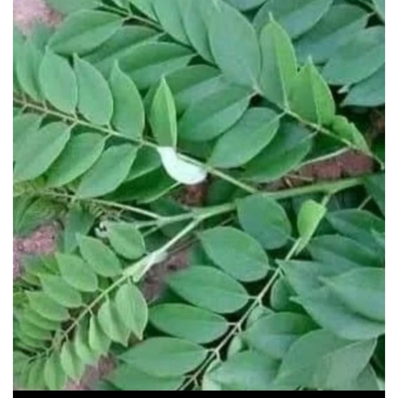 

Daun gamal daun kalikriya segar 250 gram