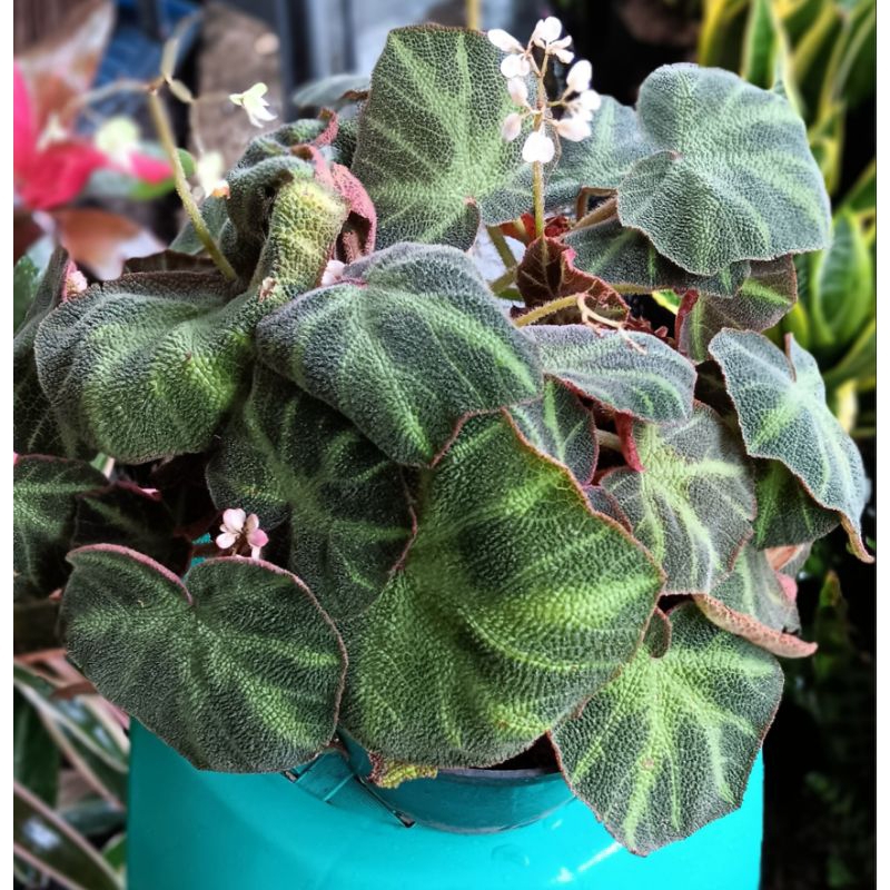 BEGONIA KARPET