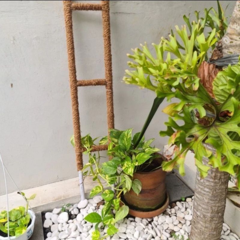 Turus tangga penyangga tanaman