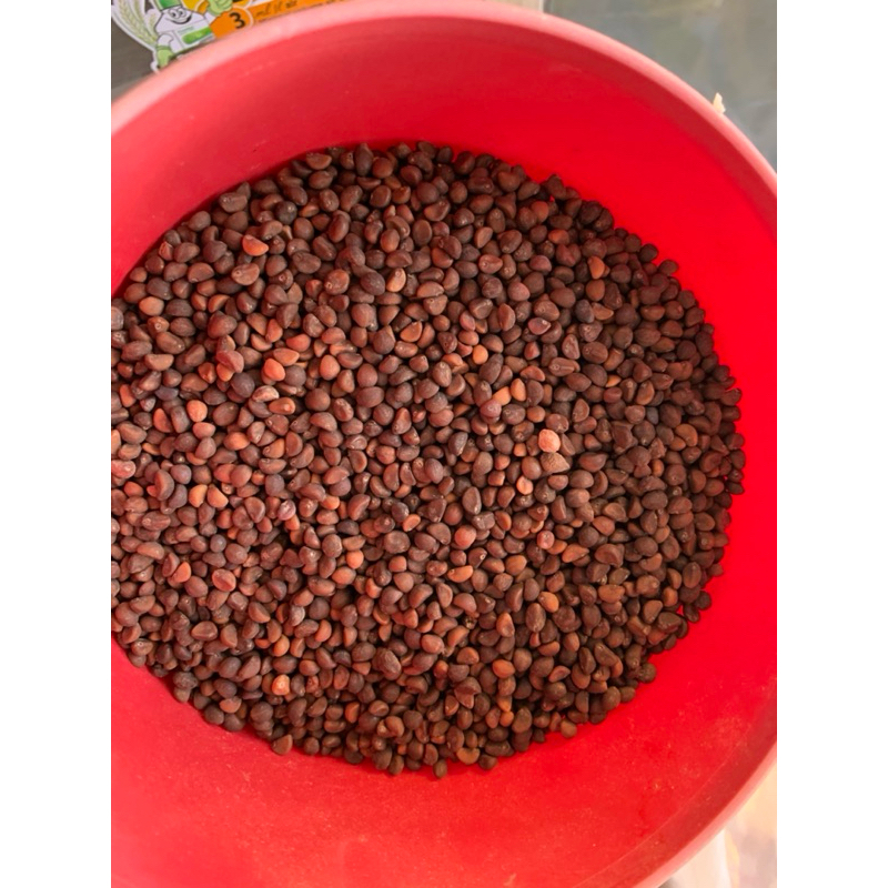 

Kangkung Cabut/Akar/Darat (kangkung Curah) isi 1 Ons, 250gr, 500gr, 1kg.