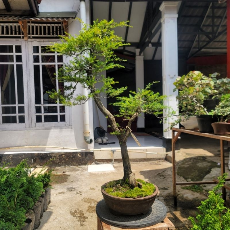 Bonsai Cucur Atap | Bonsai sapu sapu + pot bonsai