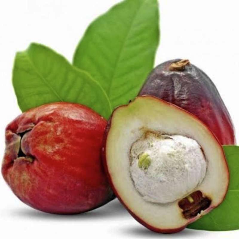 

Daun jambu bol/jambu air segar fresh dipetik dadakan waktu dipesan obat herbal alami (50 Lembar)