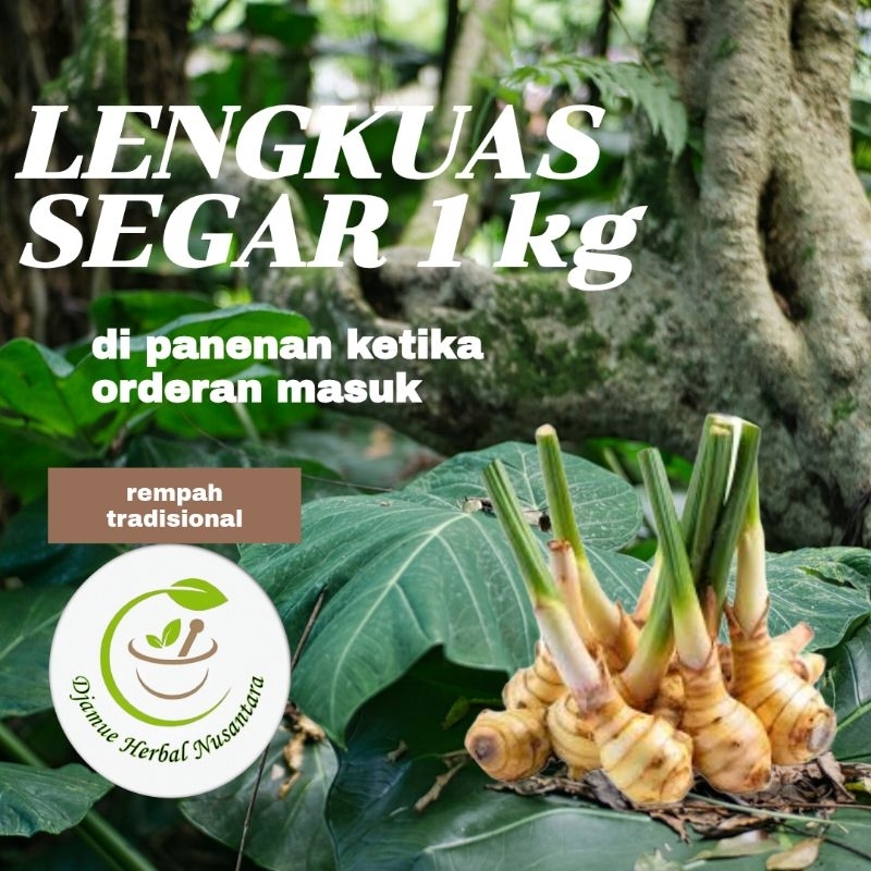 

rempah sayur asam dan rempah daging lengkuas segar 1kg di panen ketika ada orderan masuk rempah tradisional