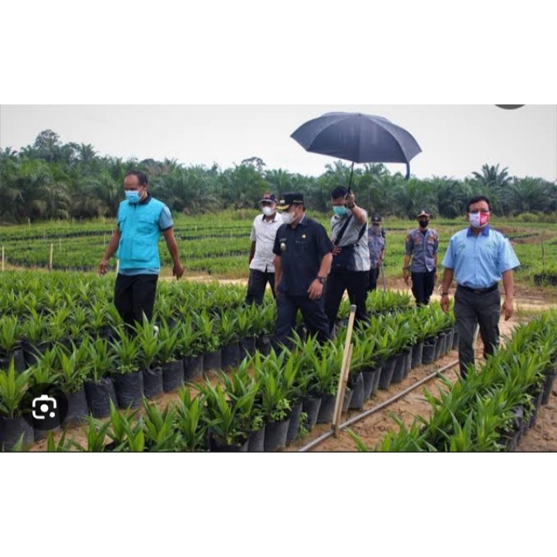 BIBIT BENIH SAWIT BEBYE BERSERTIFIKAT PPKS MEDAN