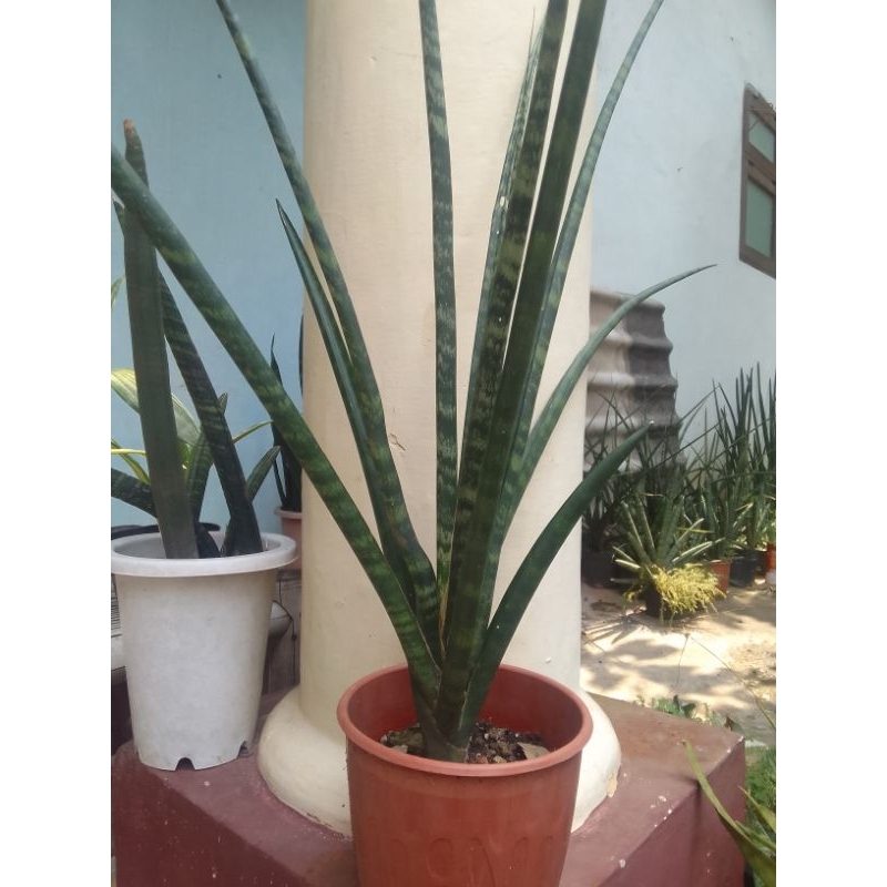 Sansevieria Fernwood