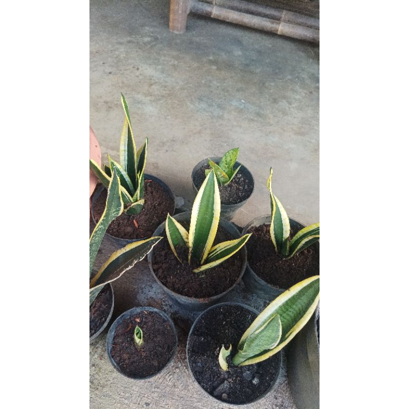 Lidah Mertua Sansiviera Pagoda