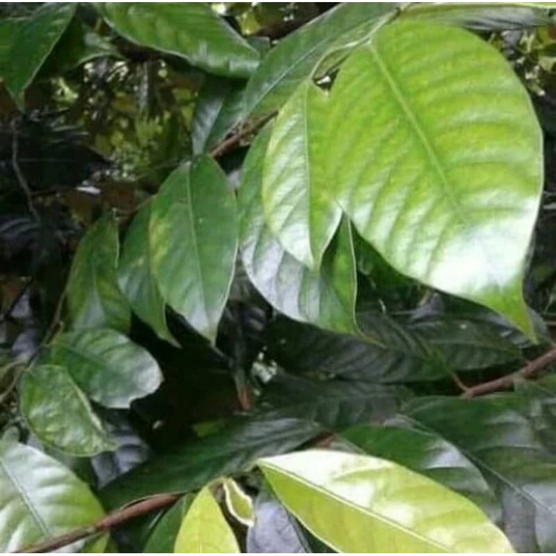 

Daun pala segar herbal obat alami