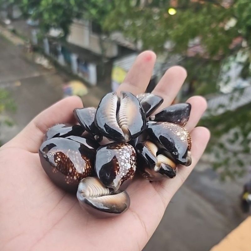 50 gram kewuk hitam / kuwuk hitam isi -+7 / kerang hitam / biji bekel / biji congkak