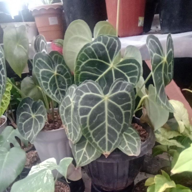 Anthurium Clarinervium Queen