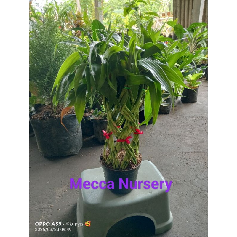 Bambu Hoki/ Bambu Kepang/ Bambu Anyam Plus POT