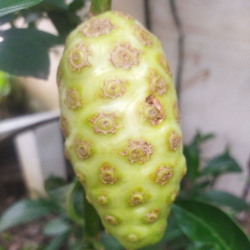 

Buah pace, Buah jamu kesehatan