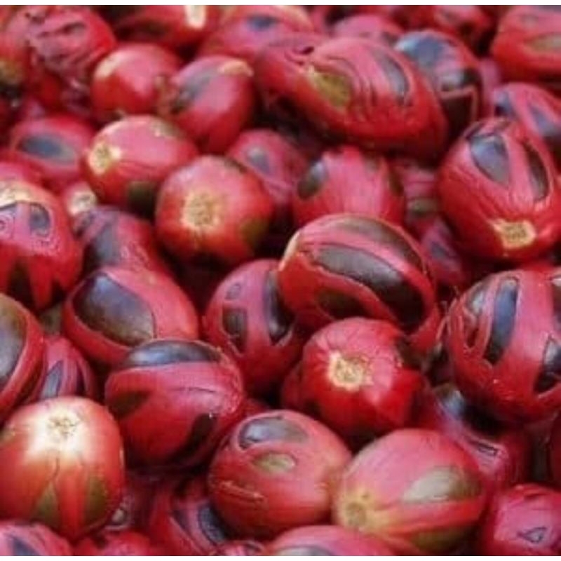 Bibit biji benih pala untuk semai