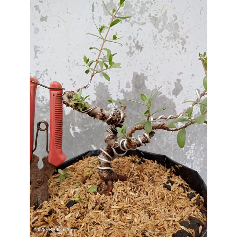Bahan Bonsai Santigi
