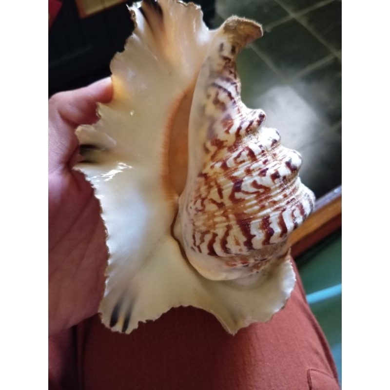 Jual  kerang hias besar random termurah