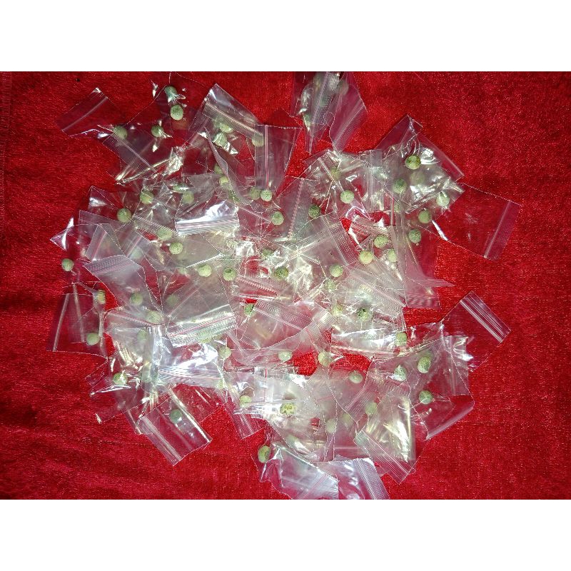 

JAMU CANDU SULTAN GACORRRR, DIJAMIN ORI 100%