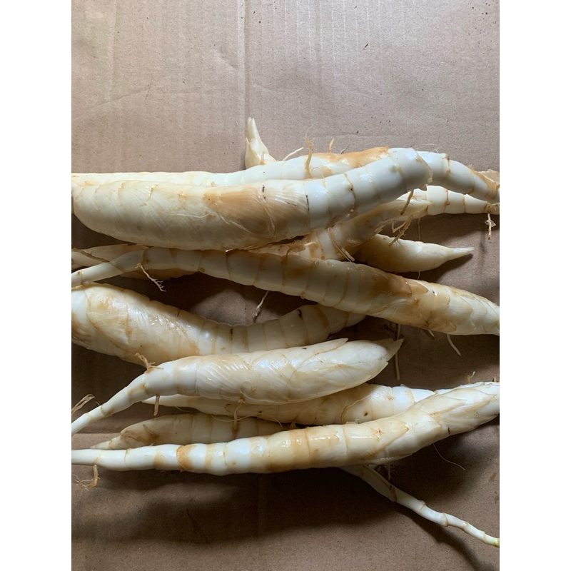 

umbi garut segar 500gr