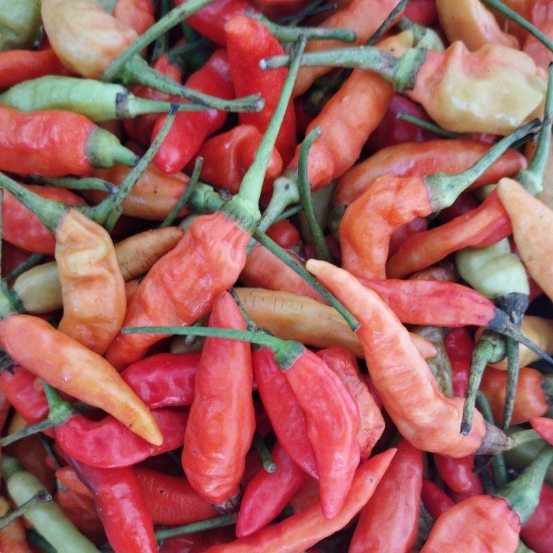 

LOMBOK CABE KECIL
