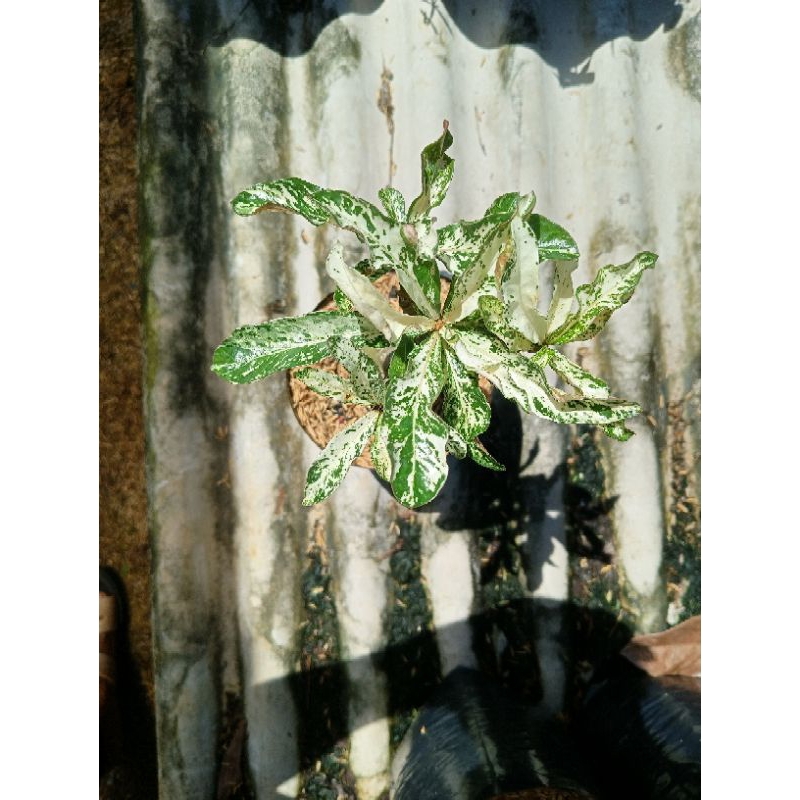 ADENIUM DAUN VARIGATA