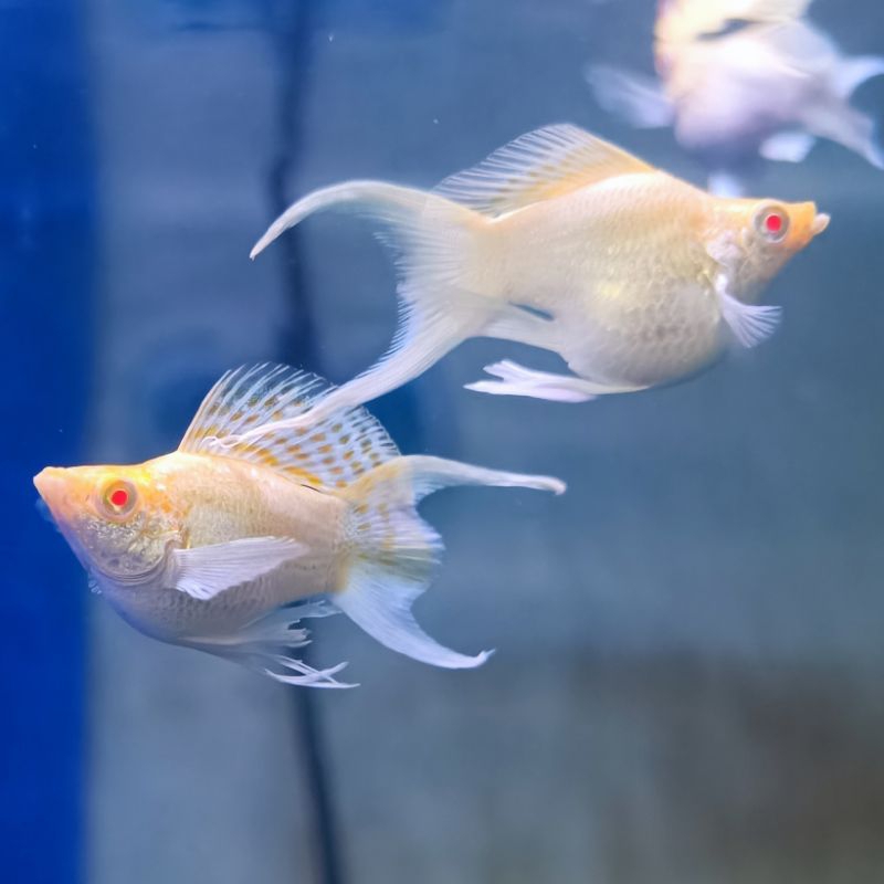 Molly Albino Golden Platinum Mata Merah
