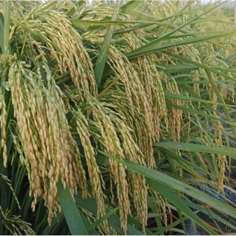 BENIH PADI VR 46 KEMASAN 5KG