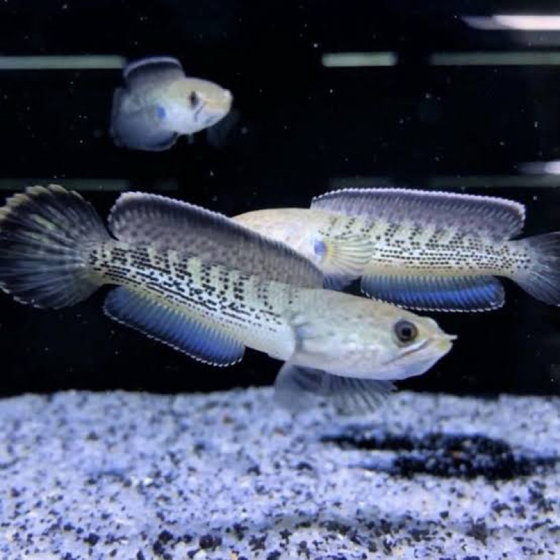 Paket Baby Stewarti Andrao Berkualitas