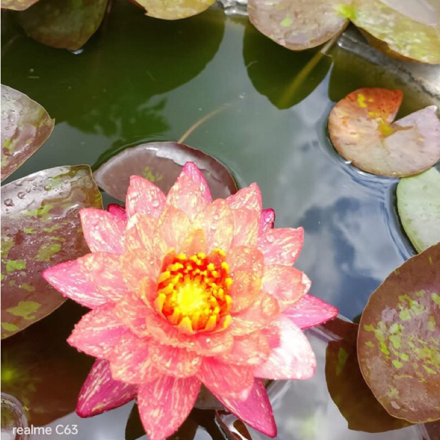 teratai wanvisa import