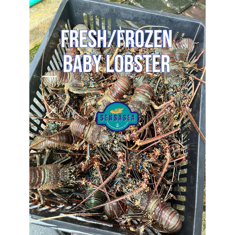 

FRESH FROZEN BABY LOBSTER