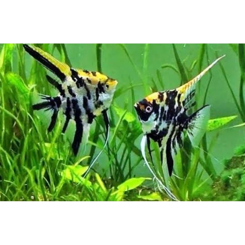 Ikan Manfish hitam putih size 3-6cm / Ikan Hias Akuarium Air Tawar