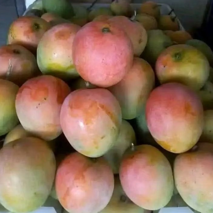 

1Kg mangga gedong gincu.