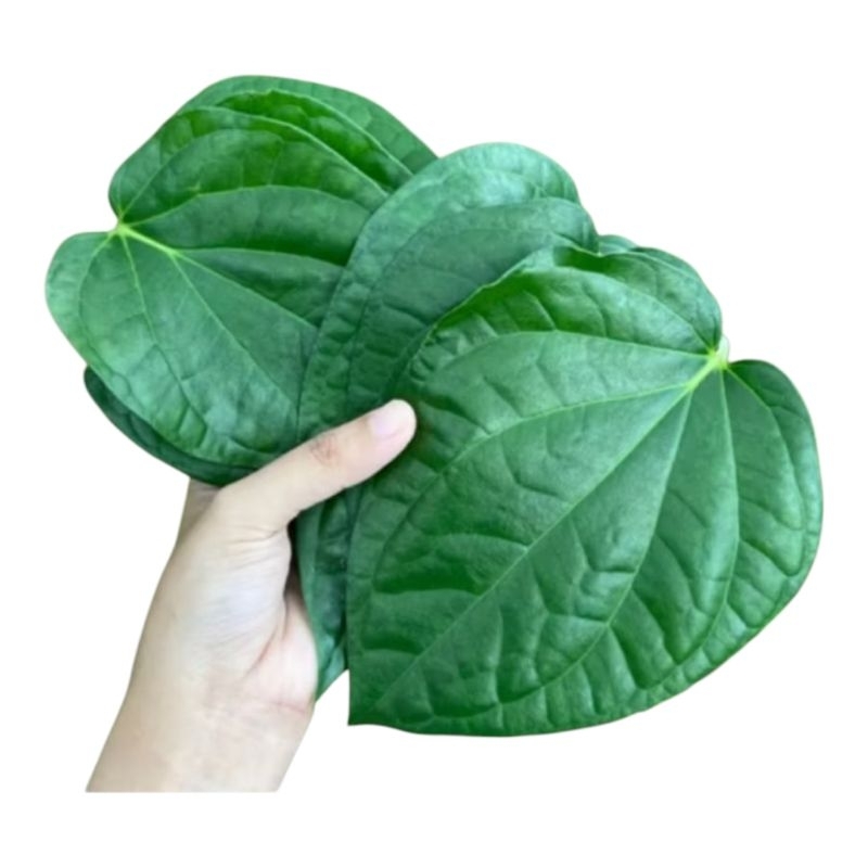 

daun sirih per 300gr organik herbal alami