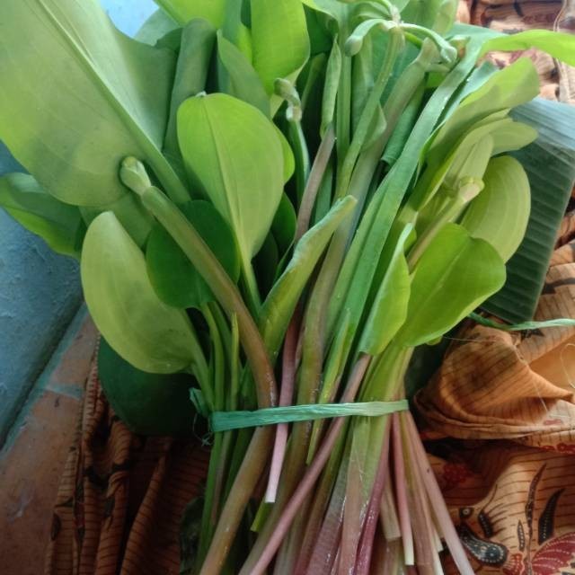 

spesial Genjer segar termurah dan terbaik per iket 200gram