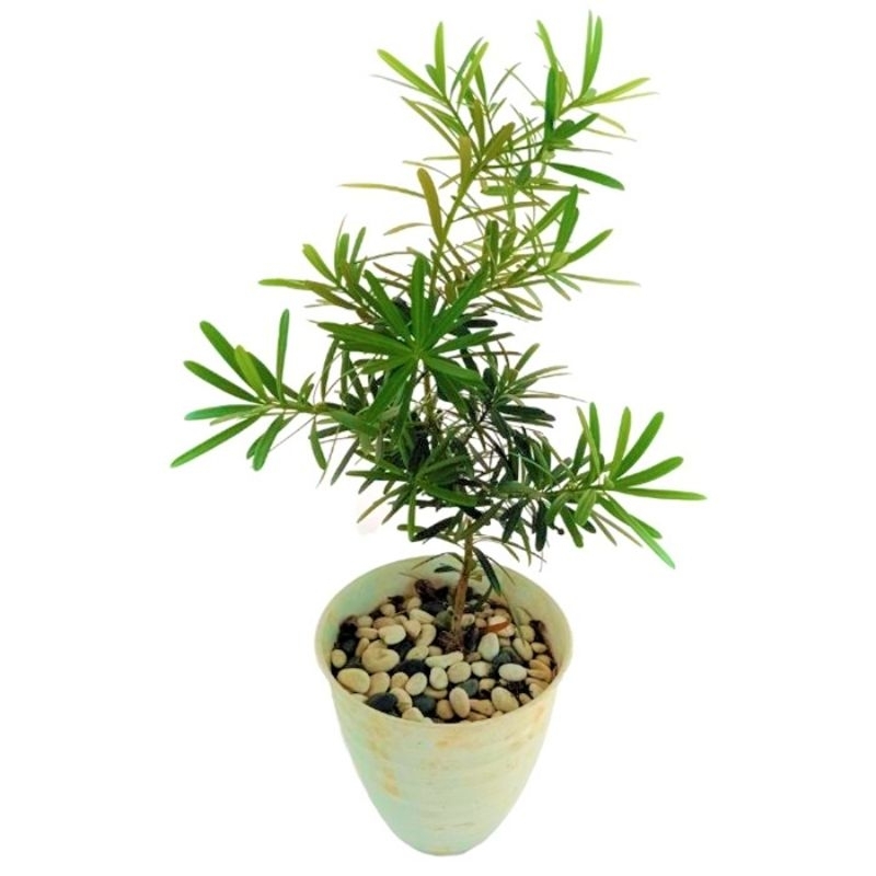 Promo COD bibit bahan bonsai lohansung cincuan - bibit pohon lohansung - lohansung - bahan bonsai - 