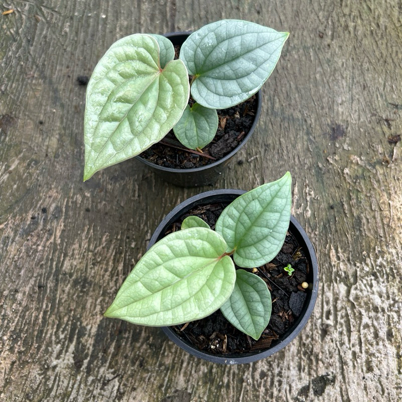 Anthurium Luxurians Ecuador Platinum