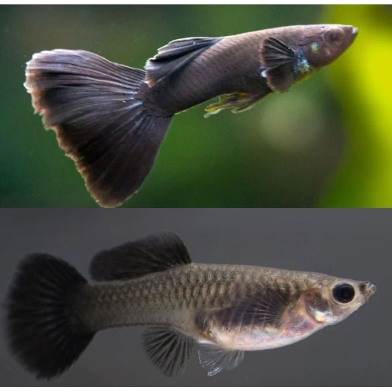 stiker  1 pasang GUPPY BLACK MOSCOW ( Indukan)