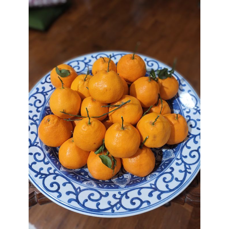 

Jeruk Papagan Yuji size L